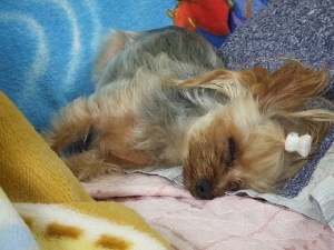 2008_0630 はる0056.jpg