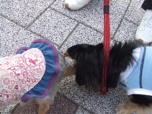 2008_0701 はる0028.jpg