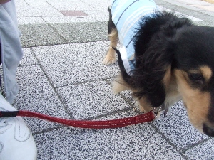 2008_0701 はる0030.jpg