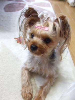 2008_0701 はる0047.jpg