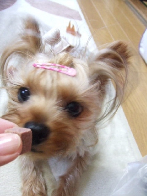 2008_0701 はる0048.jpg