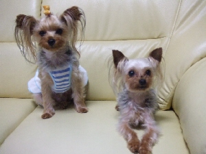 2008_0707 はる0056.jpg