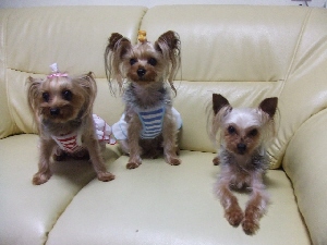 2008_0707 はる0058.jpg