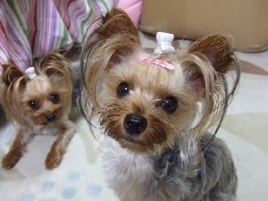 2008_0707 orei.jpg