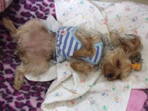 2008_0708 はる0033.jpg