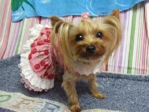 2008_0711 はる0058.jpg