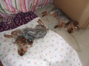 2008_0713 はる0028.jpg