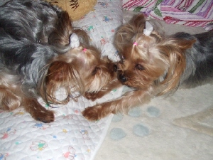 2008_0715 はる0043.jpg