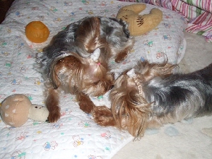 2008_0715 はる0044.jpg