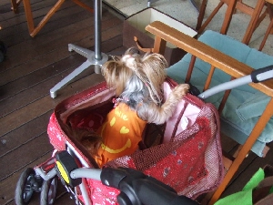 2008_0716 はる0045.jpg