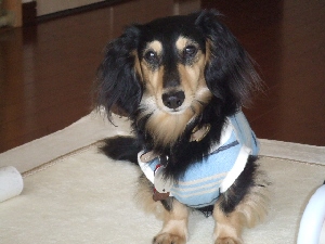2008_0716 はる0052.jpg