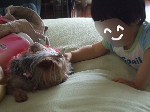 2008_0716 はる0057.jpg