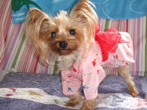 2008_0717 はる0041.jpg