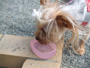 2008_0721 はる0040.jpg