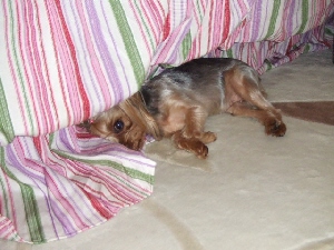 2008_0722 はる0036.jpg