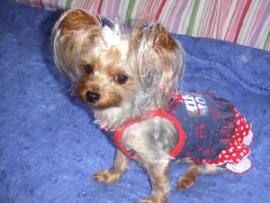 2008_0722 はる0063.jpg