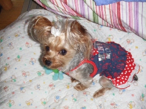 2008_0722 はる0064.jpg