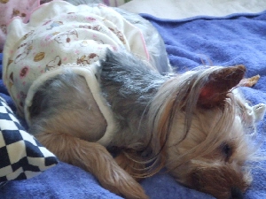 2008_0724 はる0045.jpg