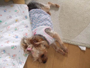 2008_0729 はる0035.jpg