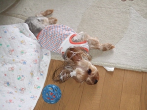 2008_0729 はる0040.jpg