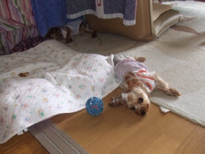 2008_0729 はる0043.jpg