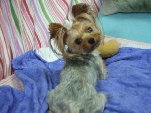 2008_0730 はる0046.jpg