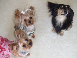 2008_0801 はる0065.jpg