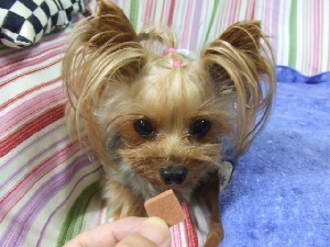 2008_0801 はる0073.jpg