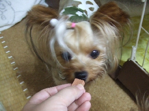 2008_0801 はる0076.jpg