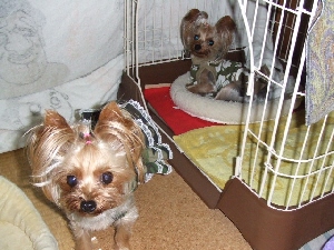 2008_0801 はる0078.jpg