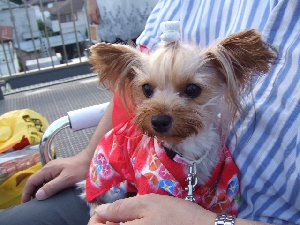 2008_0802 はる0042.jpg