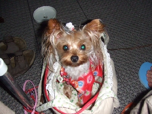 2008_0802 はる0046.jpg