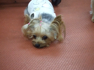 2008_0803 はる0091.jpg