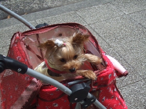 2008_0803 はる0058.jpg