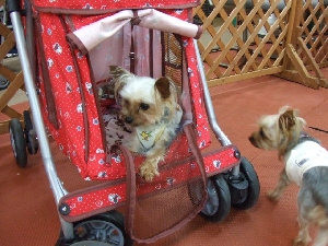 2008_0803 はる0066.jpg