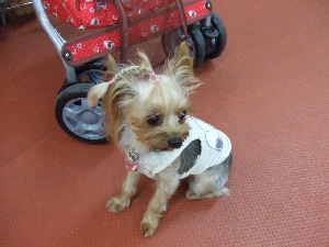 2008_0803 はる0083.jpg