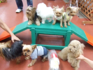 2008_0803 はる0094.jpg