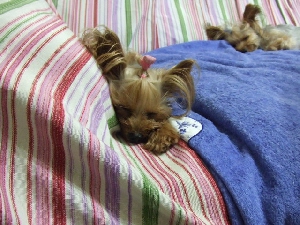 2008_0809 はる0041.jpg