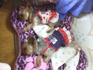 2008_0813 はる0047.jpg