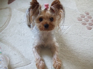 2008_0819 はる0051.jpg