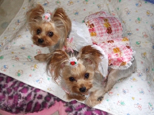 2008_0820 はる0060.jpg