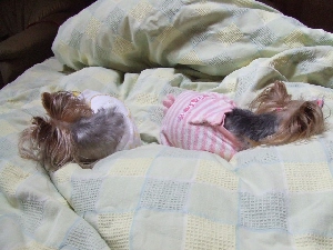 2008_0823 はる0082.jpg