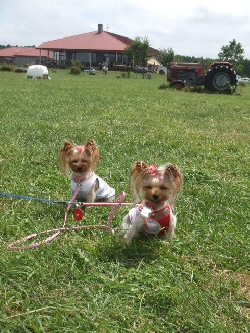 2008_0823 はる0104.jpg