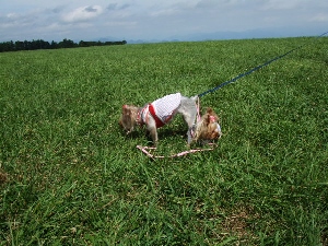 2008_0823 はる0107.jpg