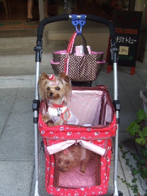 2008_0823 はる0160.jpg