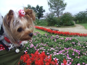 2008_0823 はる0231.jpg