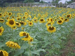 2008_0823 はる0237.jpg