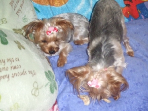 2008_0830 はる0042.jpg