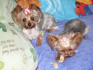 2008_0830 はる0045.jpg