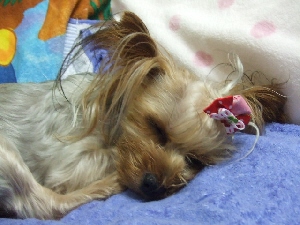 2008_0831 はる0048.jpg
